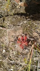 Drosera communis