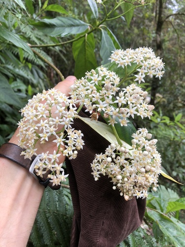 Cuttsia viburnea observed 2026-10-21