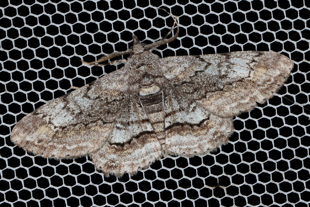 Cleora displicata