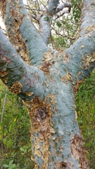 Commiphora caerulea