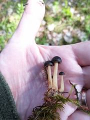 Gymnopus ocior