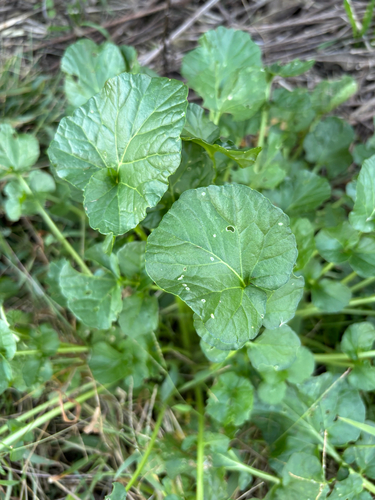 Barbarea vulgaris, 2026-10-20