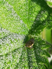 Aphrodinae
