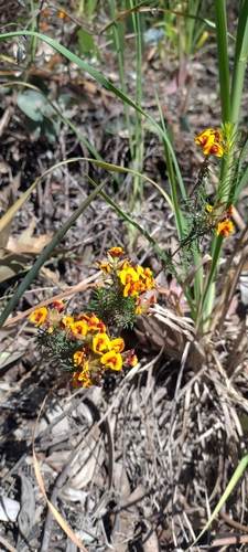 Dillwynia cinerascens, 2026-10-21
