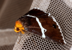 Buzara frontinus