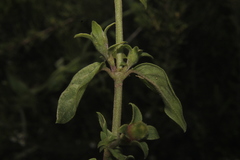Manettia luteorubra