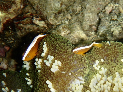 Amphiprion sandaracinos observed 2026-10-16