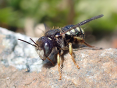 Pseudoanthidium nanum