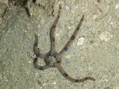 Ophiolepis superba observed 2026-10-16