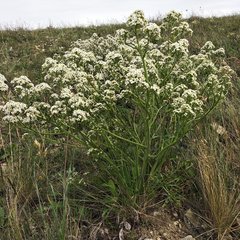 Crambe tataria