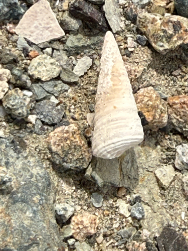 Turritella observed 2026-10-20