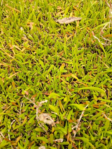 Goodenia radicans observed 2026-10-21