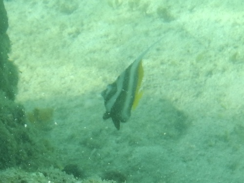 Heniochus singularius observed 2026-10-16