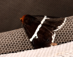 Buzara frontinus