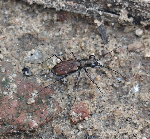 Cylindera, 2026-10-20