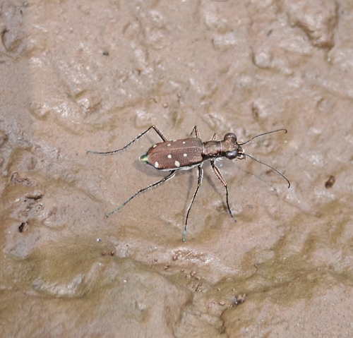 Cylindera, 2026-10-20