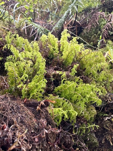 Hymenophyllum recurvum observed 2026-10-18