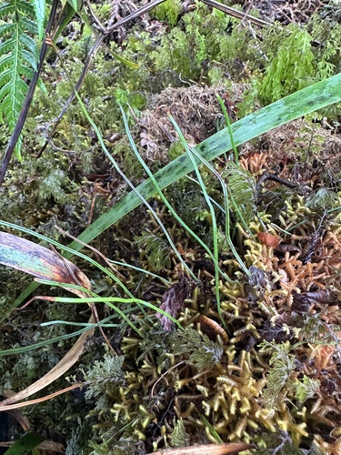 Microschizaea robusta observed 2026-10-18