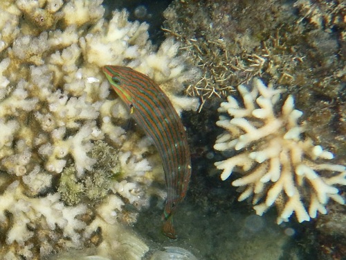 Halichoeres melanurus observed 2026-10-16