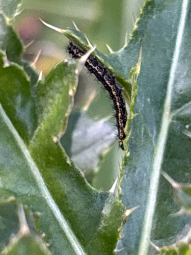 Colona observed 2026-10-20
