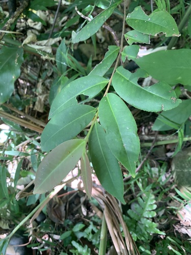 Adinandra observed 2026-10-21