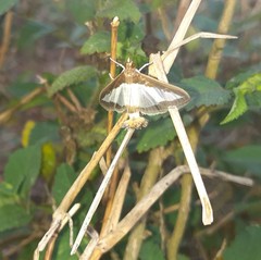 Diaphania indica
