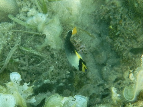 Chaetodontoplus observed 2026-10-16