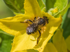 Macropis fulvipes
