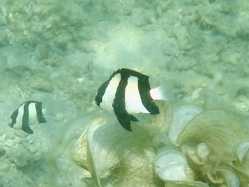 Dascyllus aruanus observed 2026-10-16
