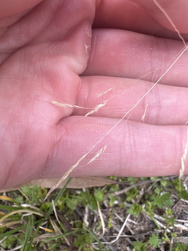 Lachnagrostis filiformis observed 2026-10-21
