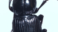 Abax carinatus
