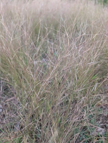 Aristida oligantha observed 2026-10-20