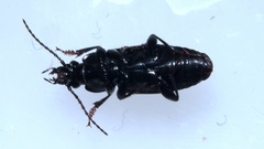 Abax carinatus