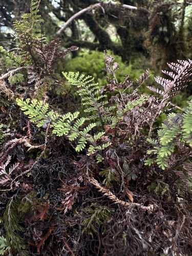 Adenophorus tamariscinus observed 2026-10-18
