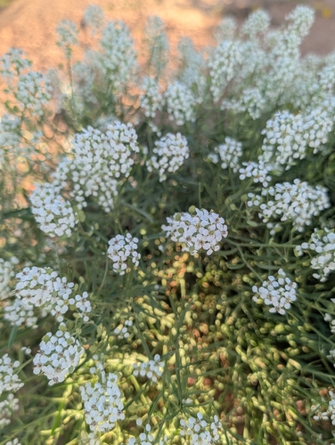 Mesa Pepperwort