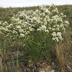 Crambe tataria