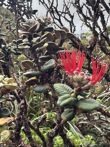 Metrosideros rugosa observed 2026-10-18