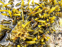 Brassicophycus sisymbrioides