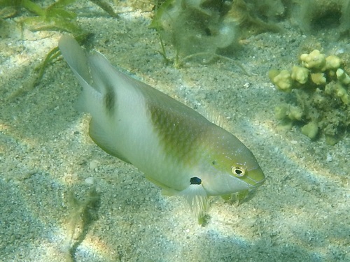 Dischistodus prosopotaenia observed 2026-10-16