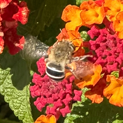 California Digger Bee