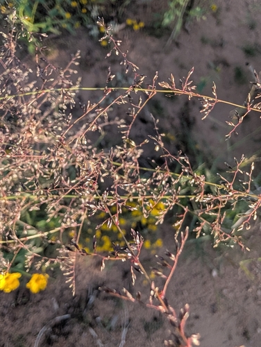 mesa dropseed