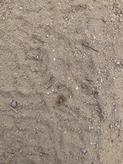 Sphaeropthalma arota