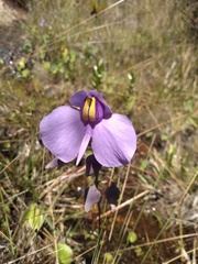 Utricularia reniformis