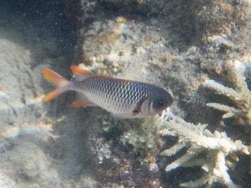 Myripristis violacea observed 2026-10-16