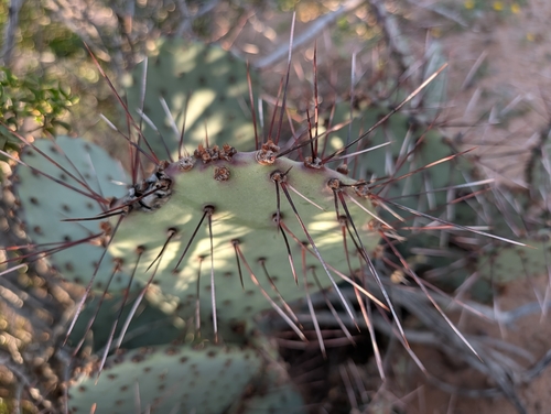 Black-spined Pricklypear