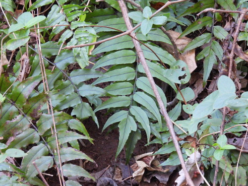 Cyrtomium fortunei observed 2026-10-20