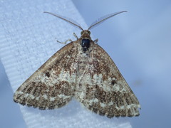Eufidonia discospilata