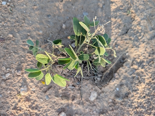 Senna bauhinioides, 2026-10-20