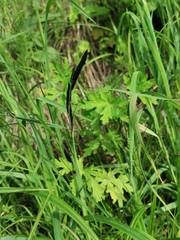 Carex pilosa