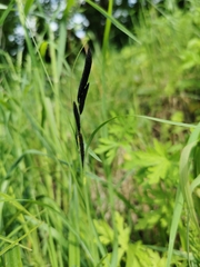 Carex pilosa